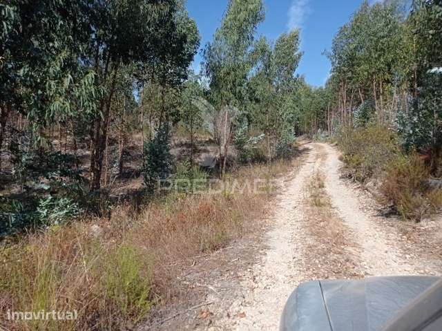EUCALIPTAL 86.750 m2, Gavião - Grande imagem: 3/10