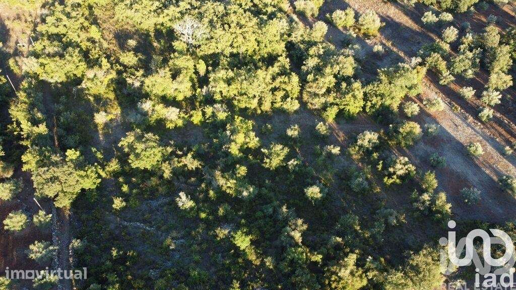 Terreno Agrícola em Chãos - Grande imagem: 2/35