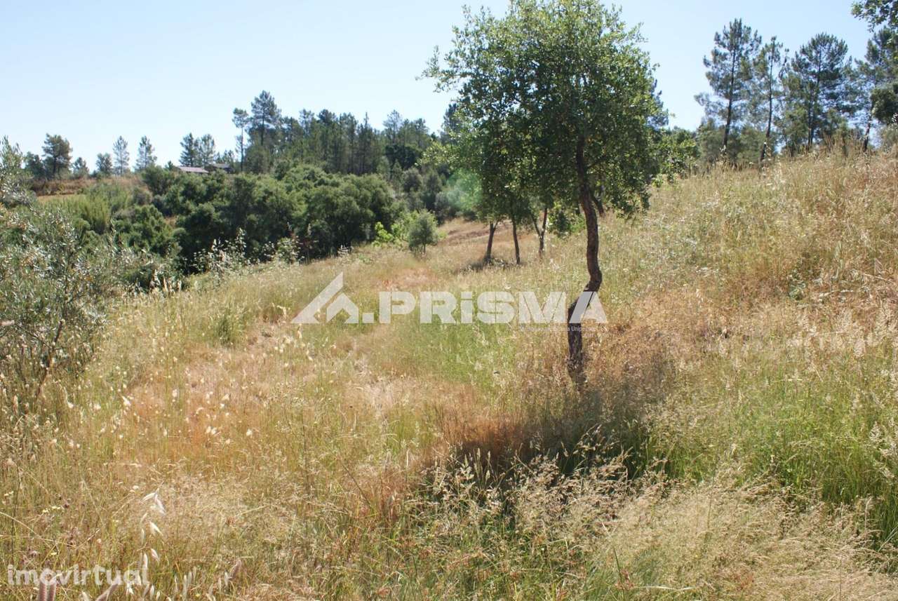 Excelente terreno agrícola para venda em Cabeço do Infante, Sarzedas - Grande imagem: 5/29