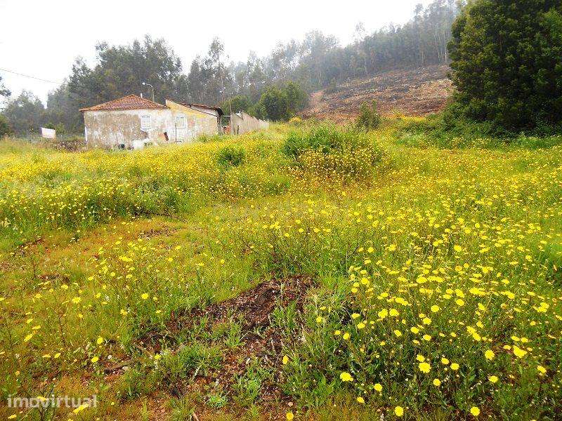 Terreno - Quinta Stª. Justa - Cultura e Pinhal - 6,98 ha - Valongo - Grande imagem: 5/12