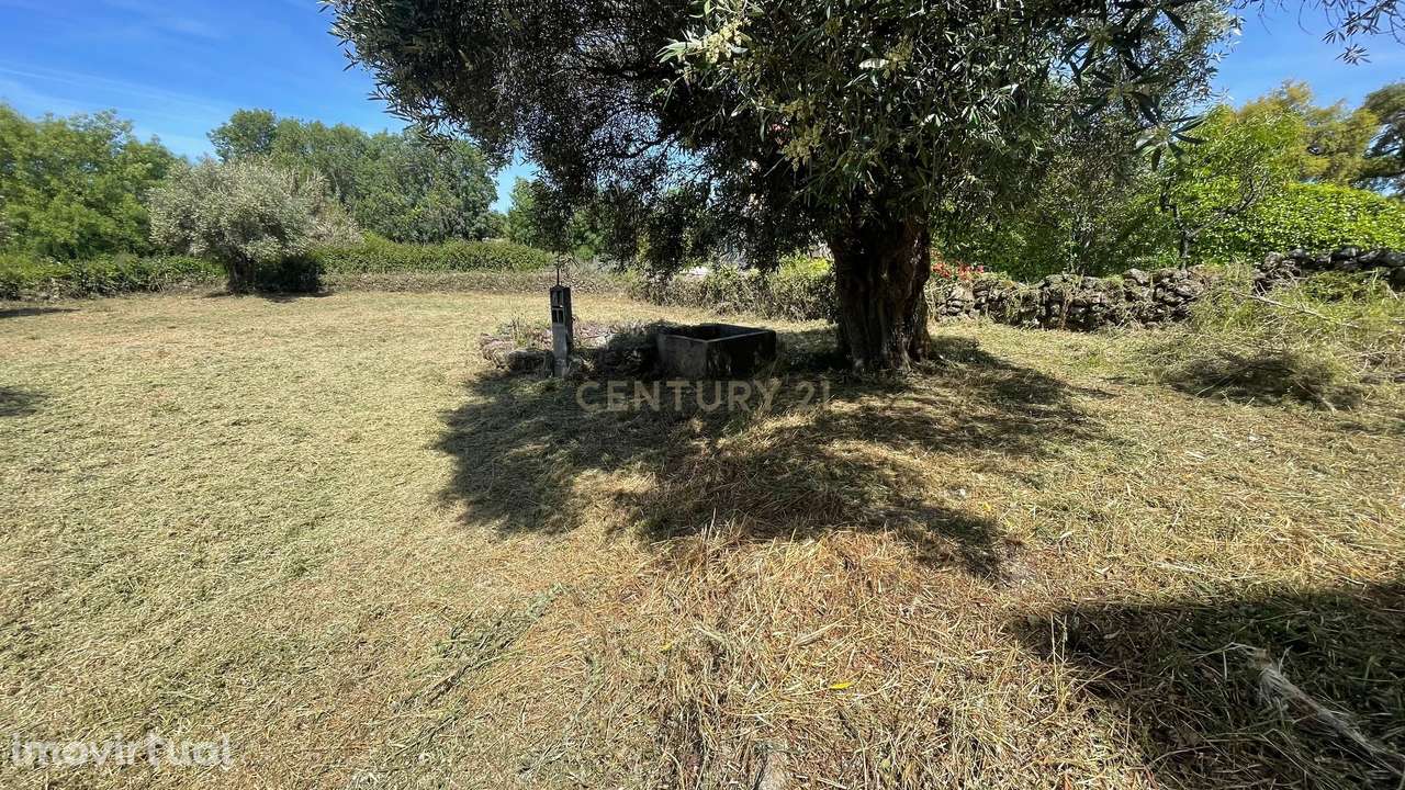 Terreno rústico | S. Miguel d'Acha, Idanha-a-Nova - Grande imagem: 5/18