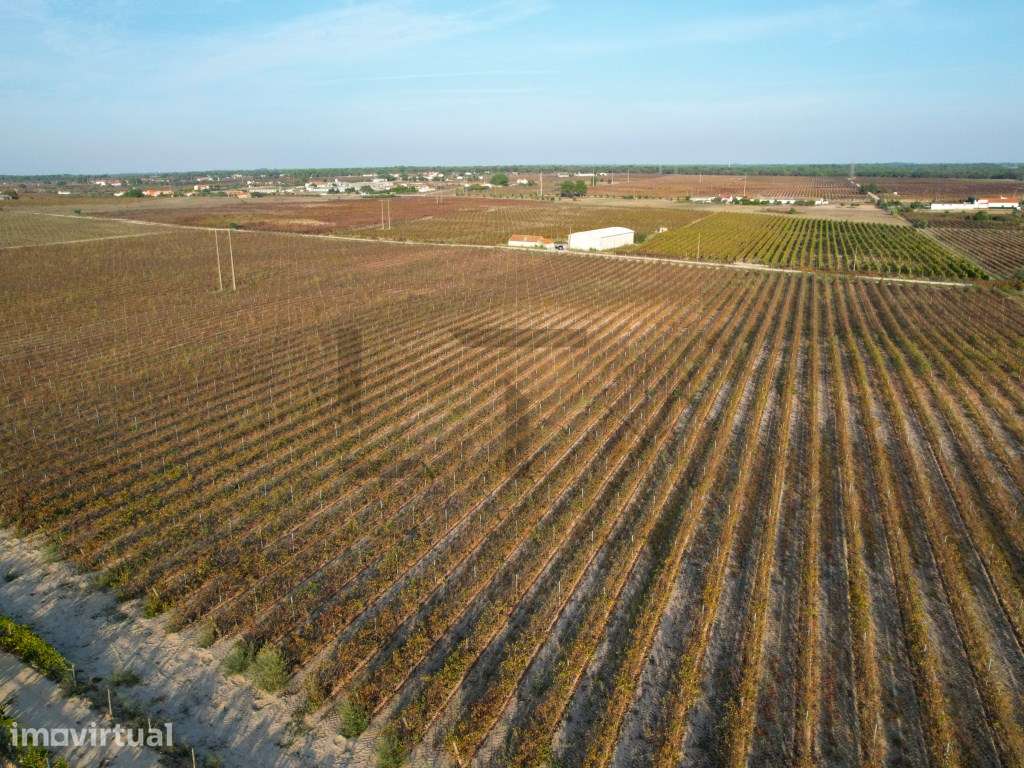 2 Terrenos / Vinha para Venda em Marateca, Palmela, Setúbal - Grande imagem: 2/33