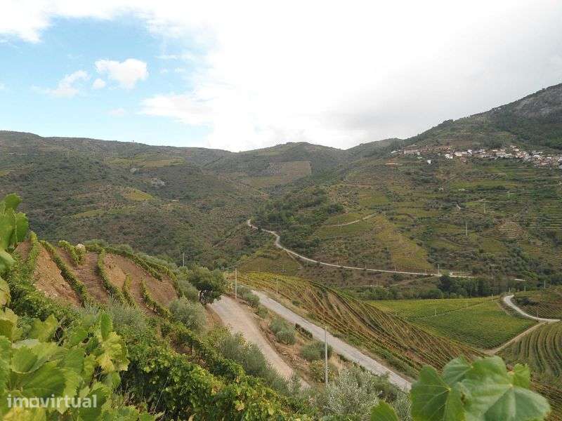 Quintinha no Douro 4 hectares, possibilidade de construcao - Grande imagem: 5/5