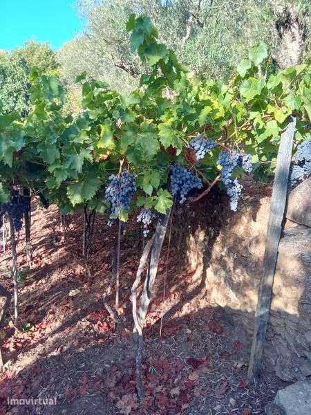 Terreno de cultivo de uvas, cerejas - Grande imagem: 3/4