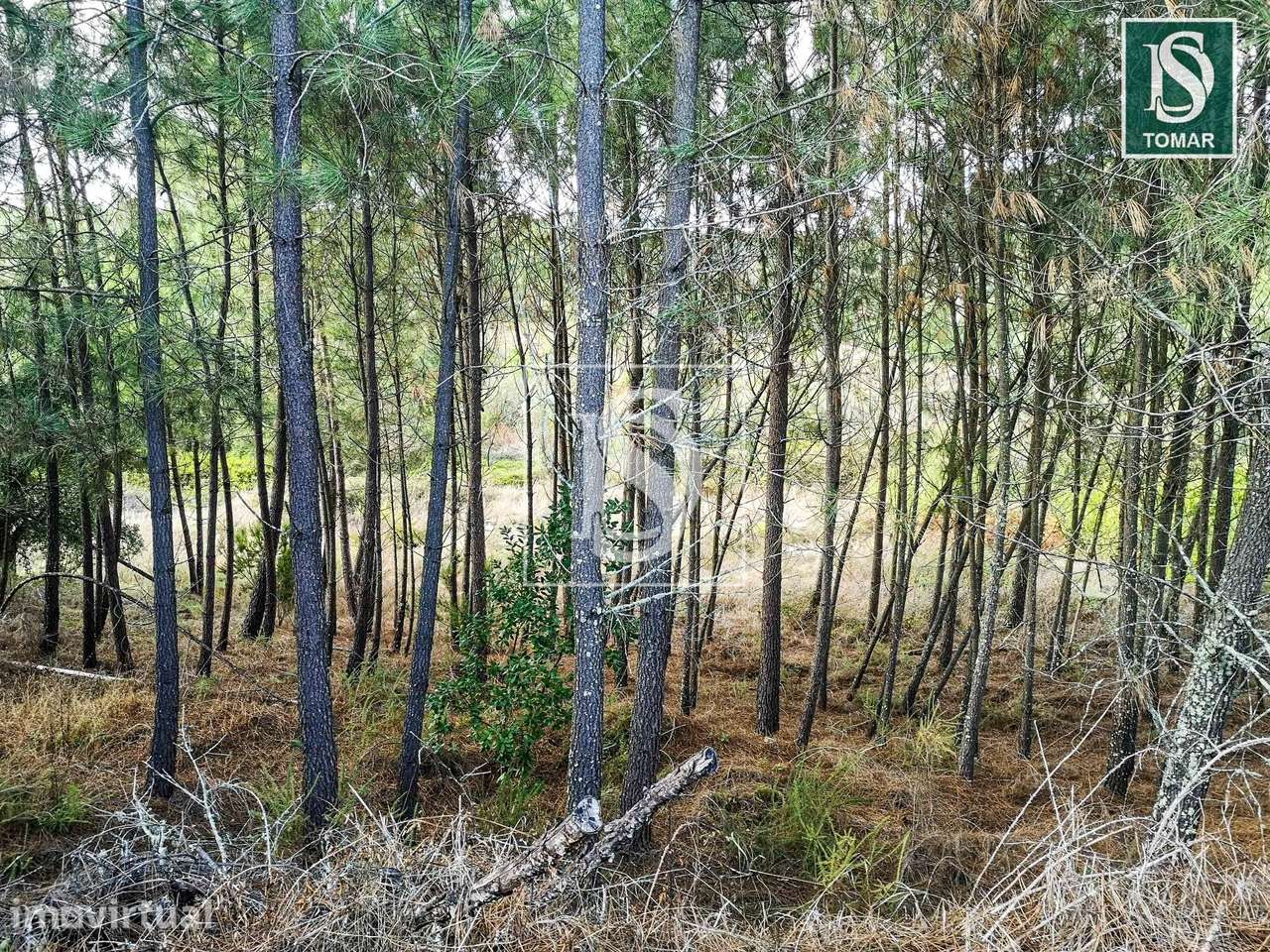 Terreno  Venda em Serra e Junceira,Tomar - Grande imagem: 5/7