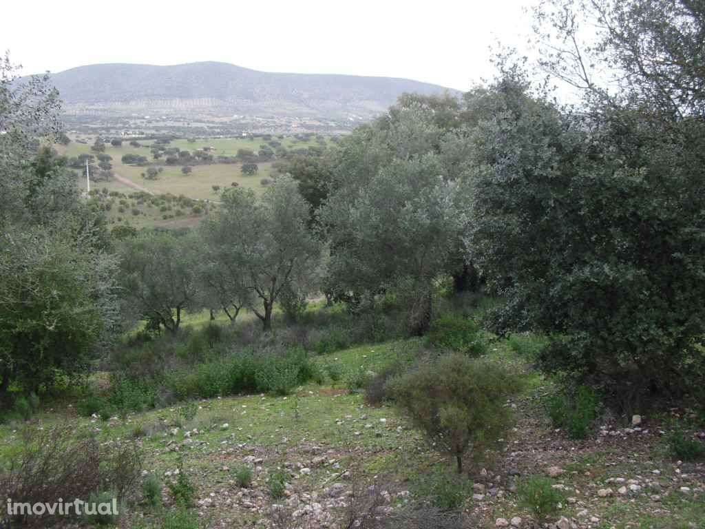 Terreno - Olival = Novo Preço!! - Grande imagem: 2/11