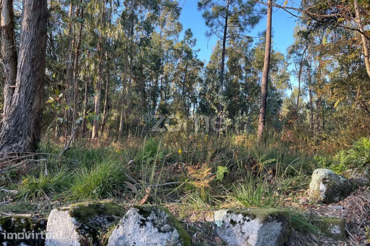 Terreno Rústico Plano com 38.100m² em Vila de Punhe - Grande imagem: 3/19