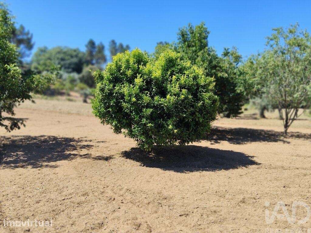 Terreno em Castelo - Grande imagem: 2/32