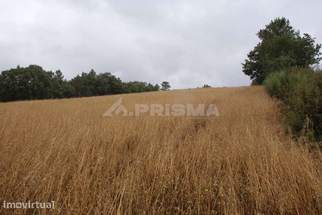 Terreno agrícola para venda - Grande imagem: 5/6