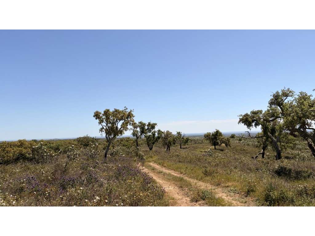 Serena Quinta de 5 Hectares Próxima de Grândola: Construa o Seu Ref... - Grande imagem: 4/11