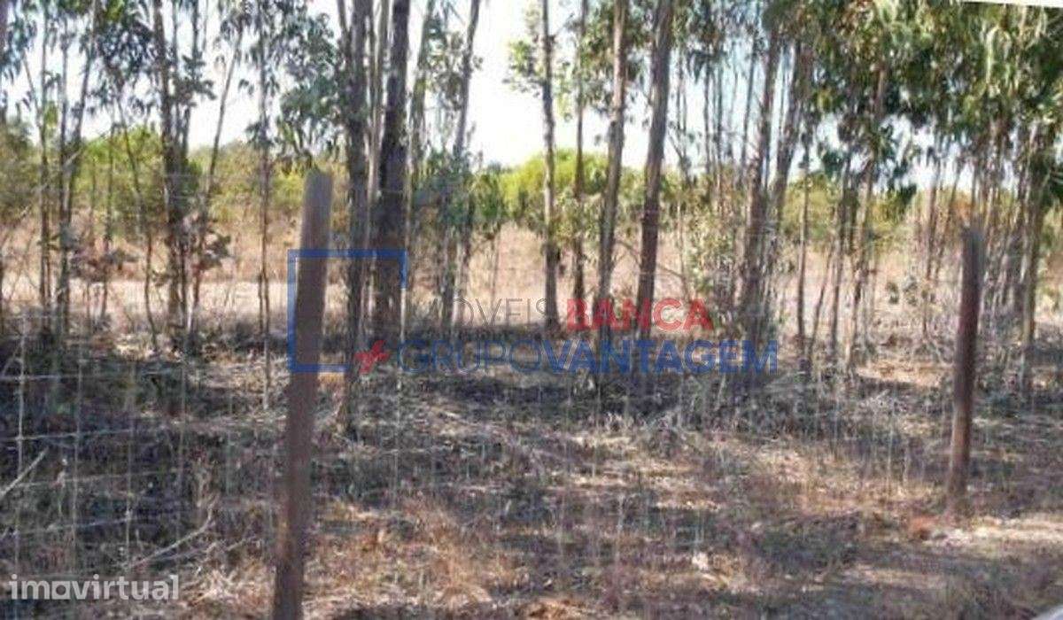 Prédio rústico com 24 hectares na Freguesia de São Teotónio, Odemira