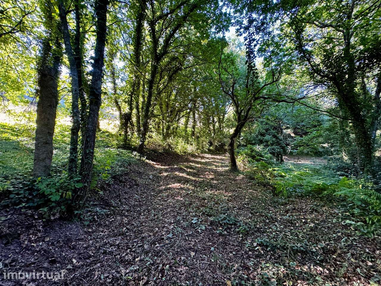Bosque com 2,65 Hectares e Duas Casas em Pedra para Restaurar em Abrag - Grande imagem: 3/39