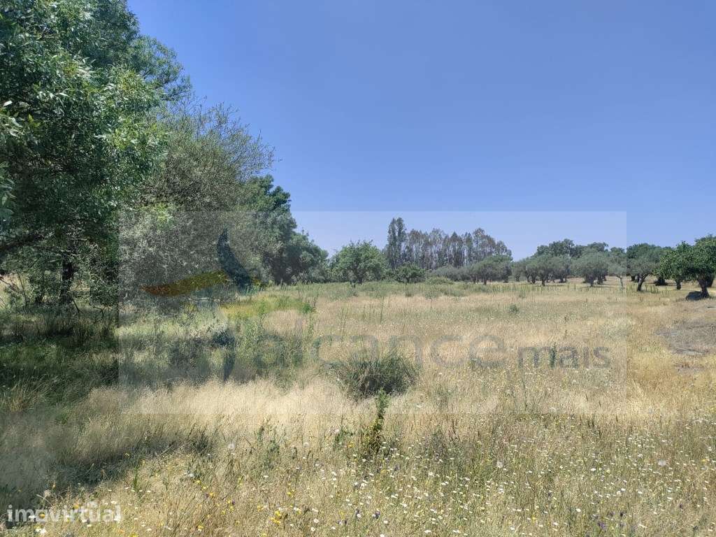 Herdade de Excelência na Zona do Crato 190 Hectares - Grande imagem: 2/9