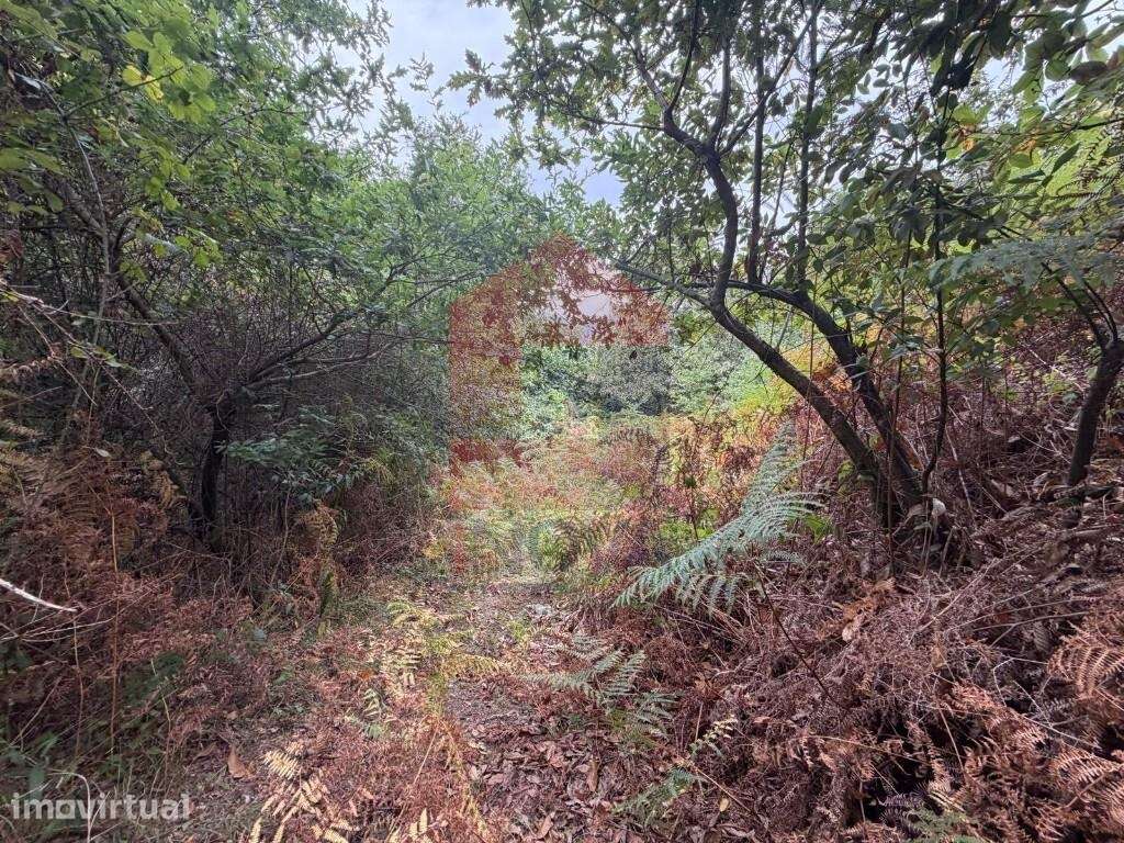 Terreno agrícola, Duas Igrejas - Grande imagem: 4/29
