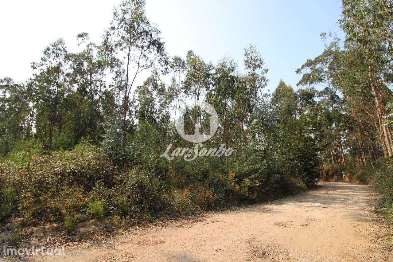 Terreno Florestal com 10.000m2 em Tougues - Vila do Conde - Grande imagem: 4/11
