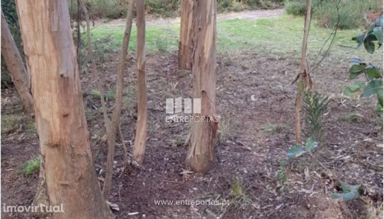 Venda de terreno florestal, Vila Franca, Viana do Castelo - Grande imagem: 4/30