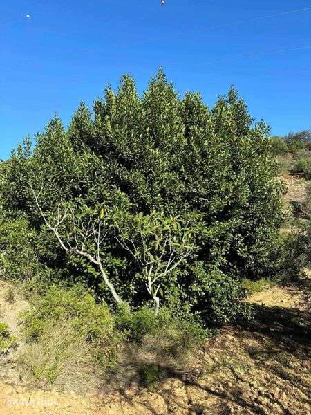 Terreno rústico com poço - Grande imagem: 2/8