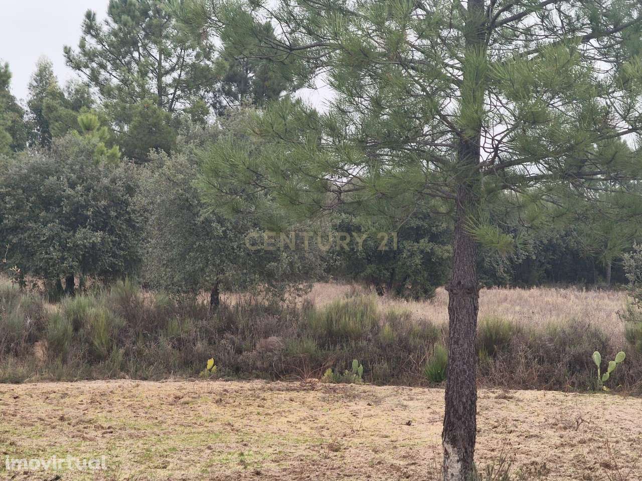 Terreno rustico com cultura arvense,montado de sobreiros, pinhal e pas - Grande imagem: 3/16
