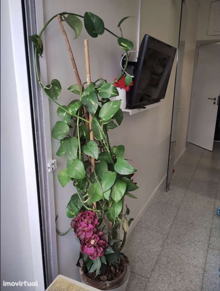 T0 com varanda, elevador em zona nobre: 5 minutos do colombo e metro - Grande imagem: 3/5