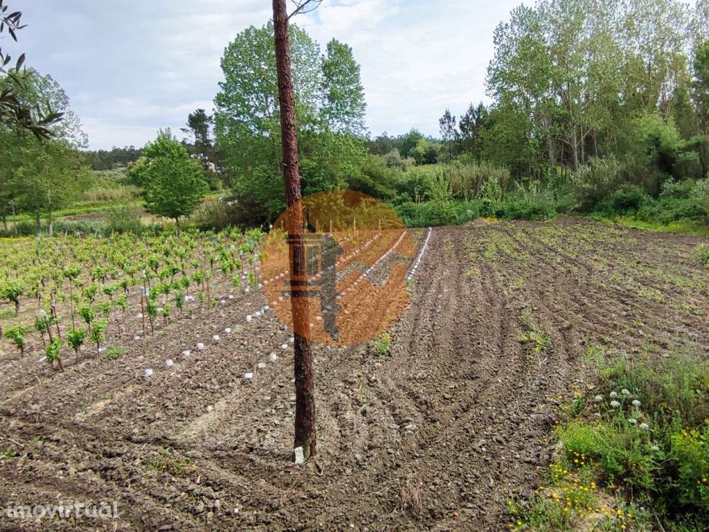 Terreno Rustico com Vinha, Floresta e Olival para venda em Castelos - Grande imagem: 5/36