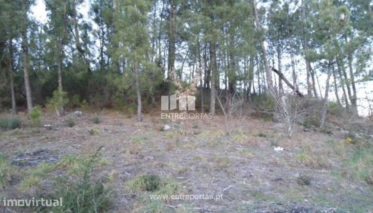 Venda Terreno, Campelo, Baião - Grande imagem: 2/8