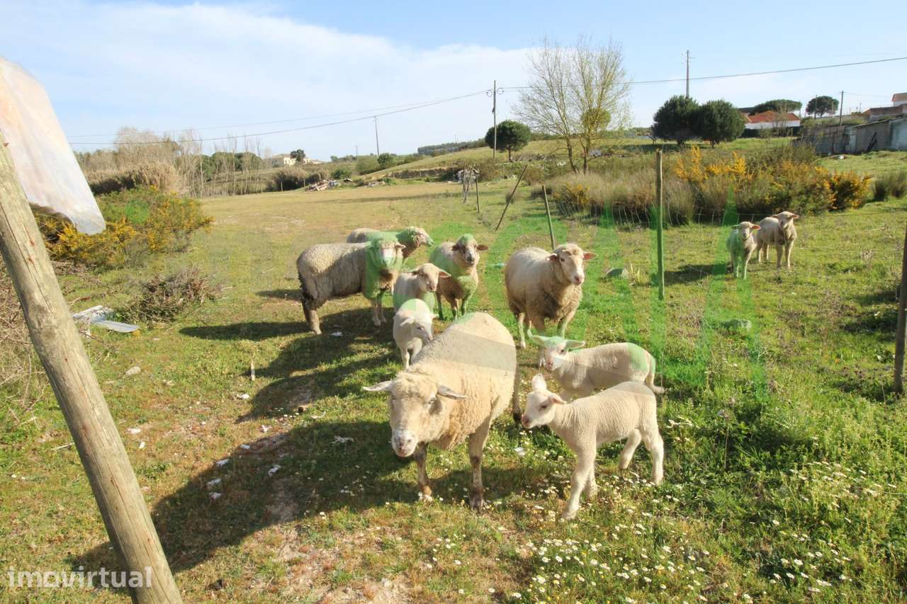 Terreno Misto  Venda em Manique do Intendente, Vila Nova de São Pedro - Grande imagem: 5/24