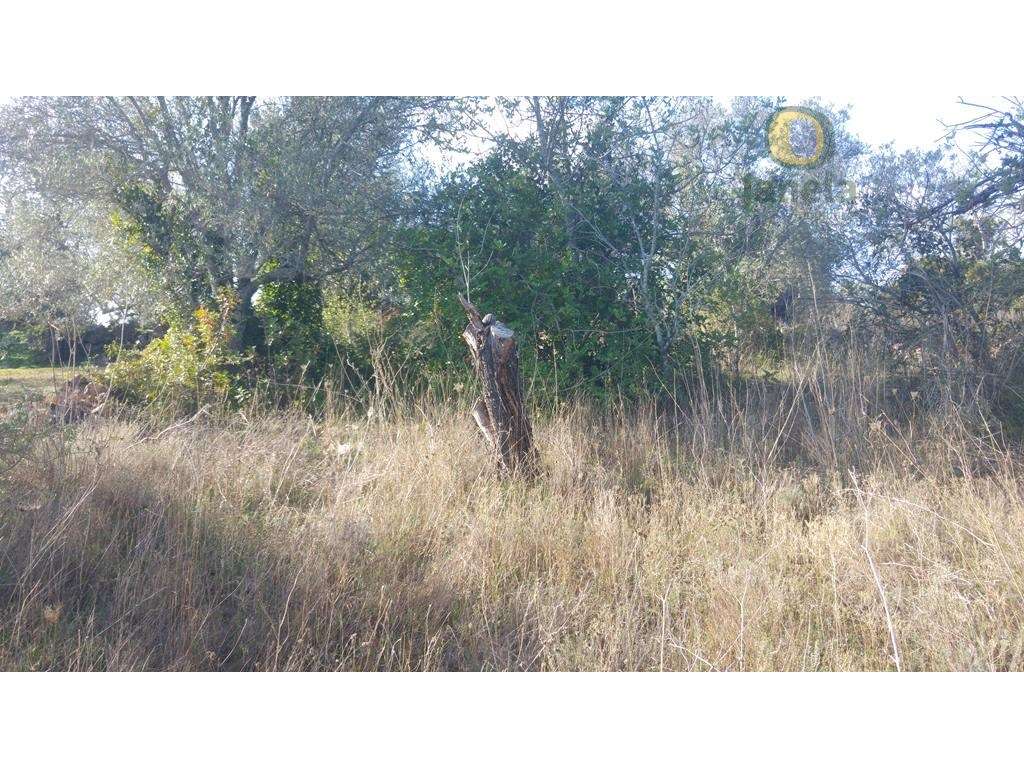 Terreno plano, com bom acesso - Grande imagem: 2/2