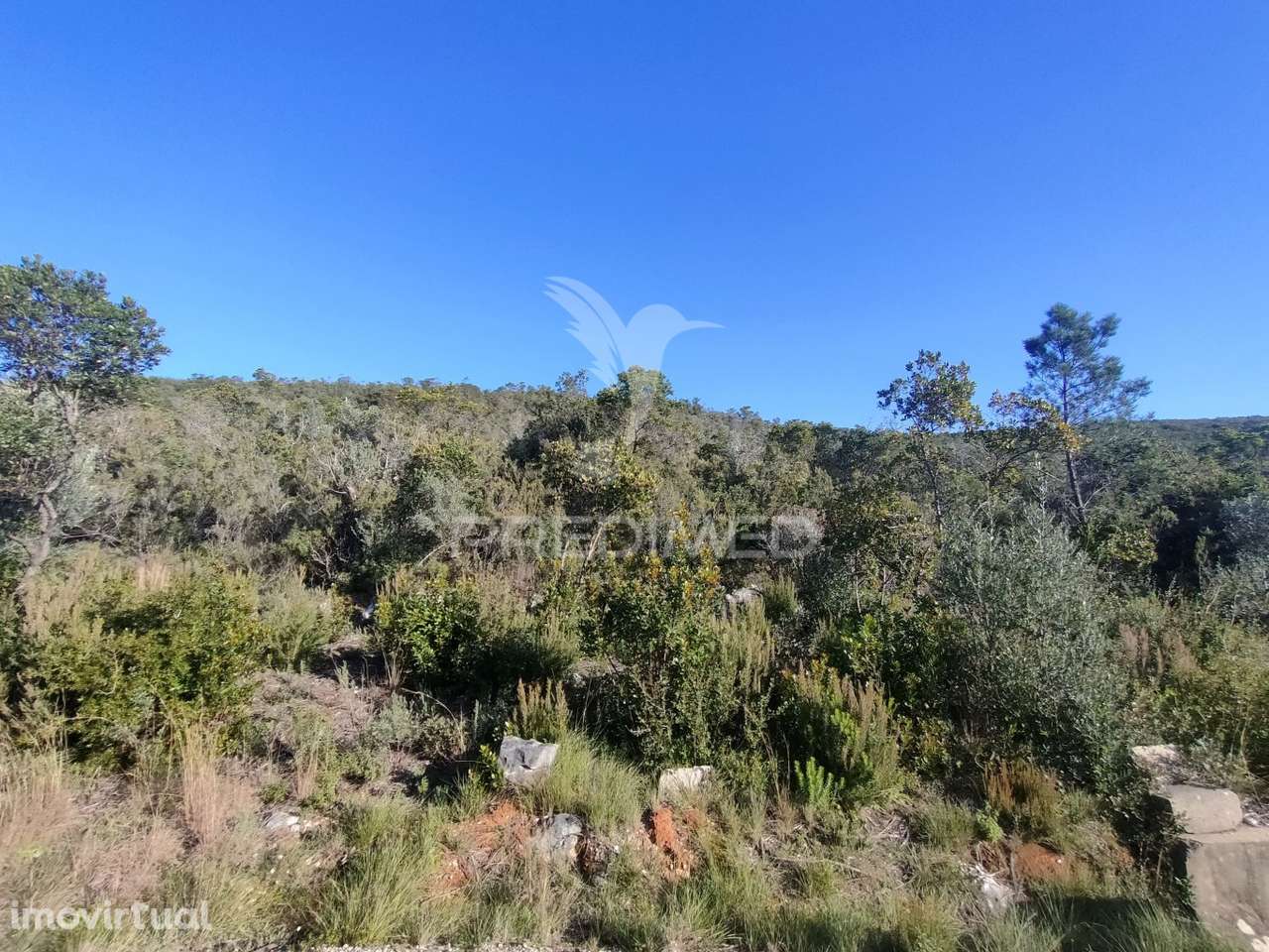 Terreno Rústico - Alcanena - Grande imagem: 5/14