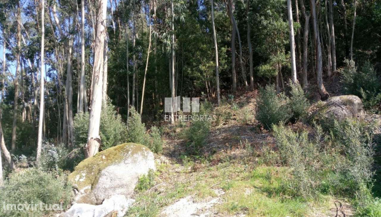 Venda de Bouça com 2000m², Deão, Viana do Castelo - Grande imagem: 2/30