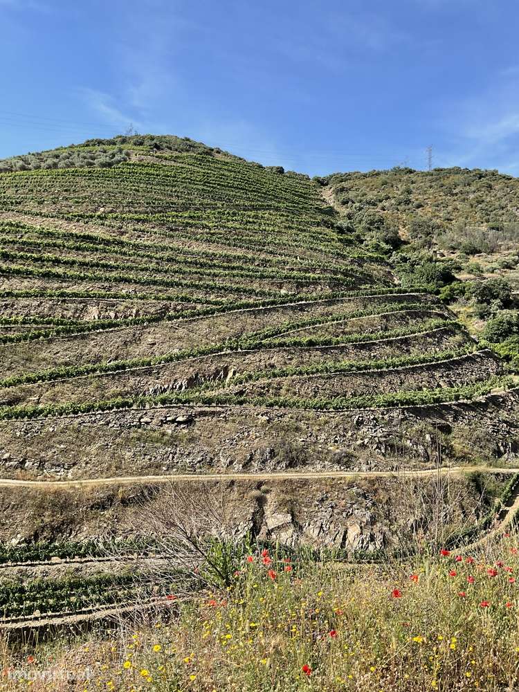 Quinta de 11ha no Coração do Douro com Vinha em Produção e Benefício - Grande imagem: 4/30