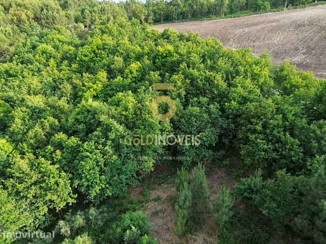 Terreno Rústico  Venda em Tarouquela,Cinfães - Grande imagem: 5/14