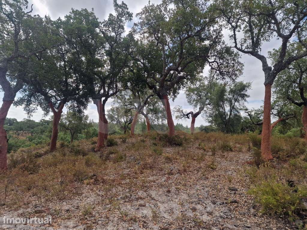 Terreno 14 HECTARES COM SOBREIROS E PINHEIROS - Grande imagem: 4/27