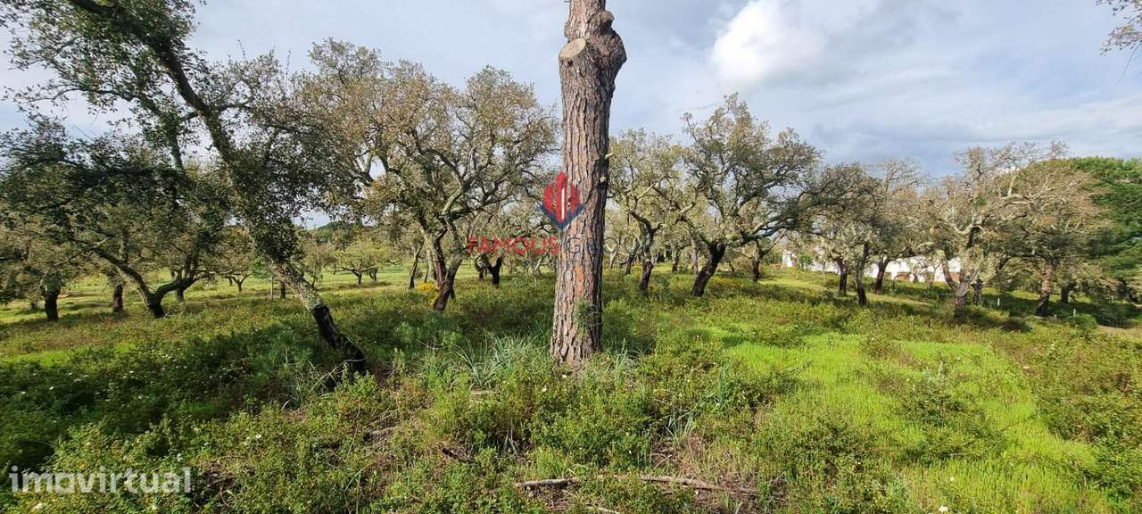 Terreno Exclusivo em Mata Duque – 23.000m² de Natureza e... - Grande imagem: 2/14