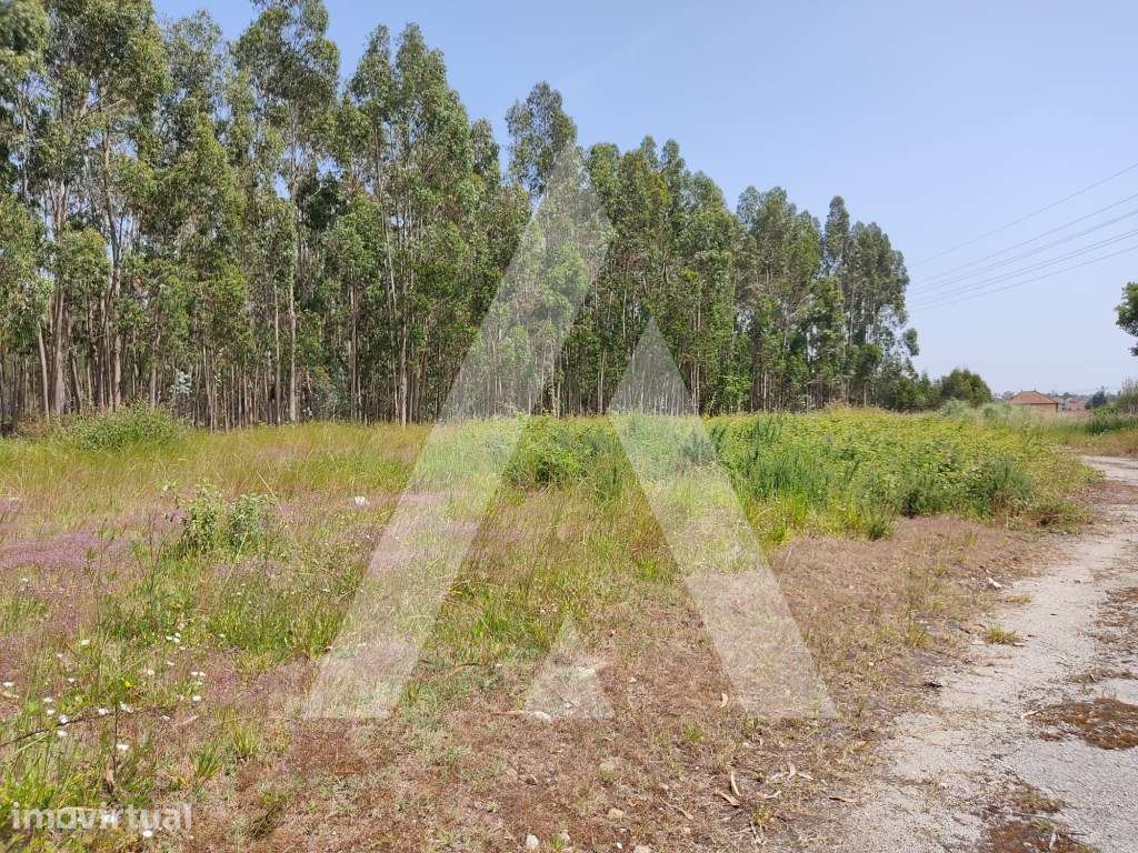Terreno em Beduído - Estarreja - Grande imagem: 4/12