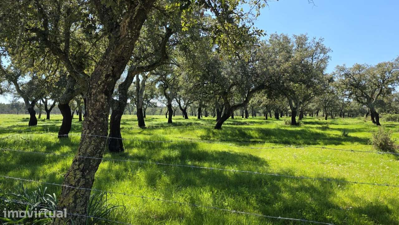 HERDADE COM 190 HA EM BENAVENTE, DISTRITO DE SANTARÉM