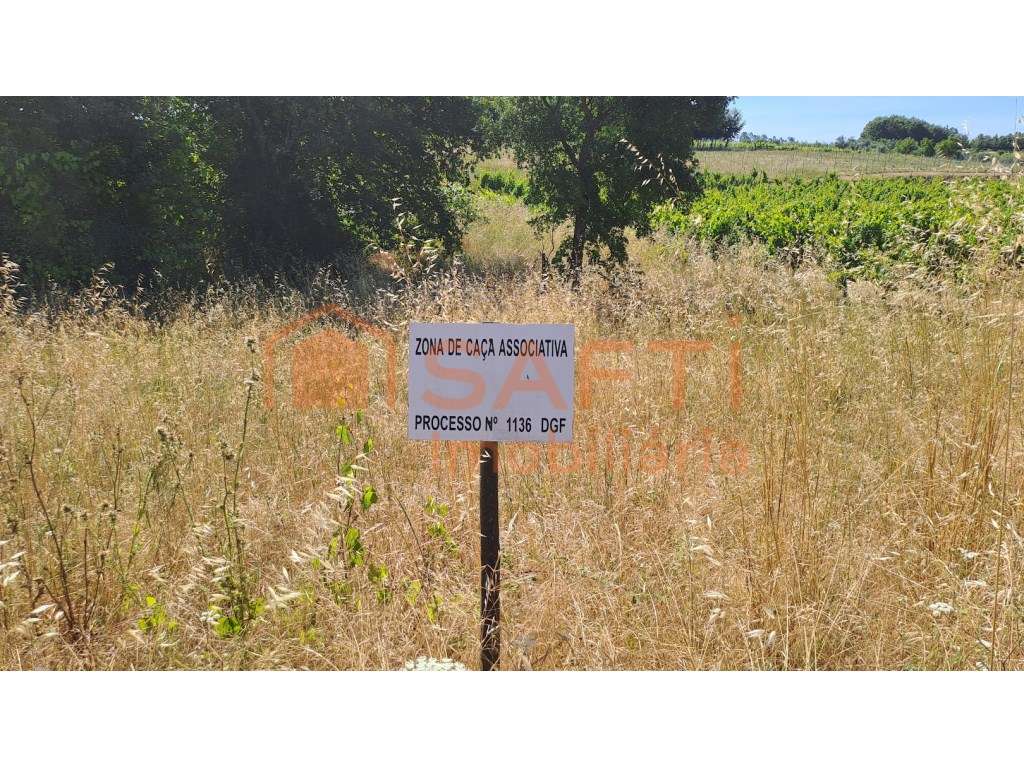 Terreno agrícola com 5870 m2 e forte potencial vitivinícola em São ... - Grande imagem: 5/16