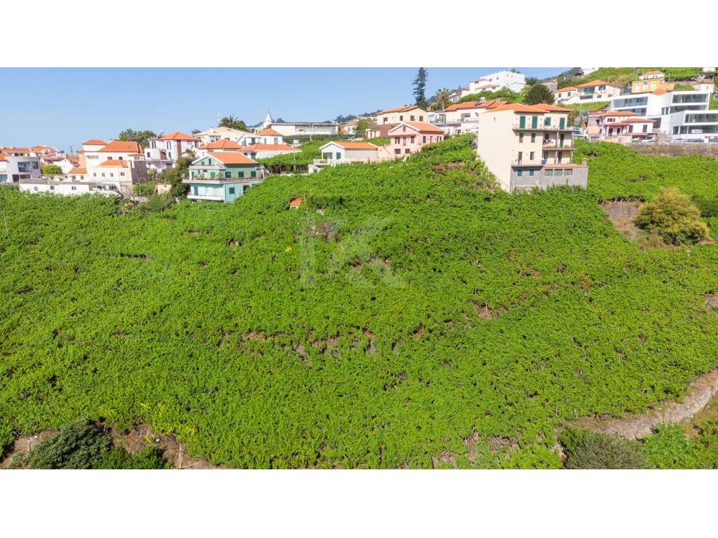 Lote Estreito de Câmara de Lobos - Grande imagem: 5/8
