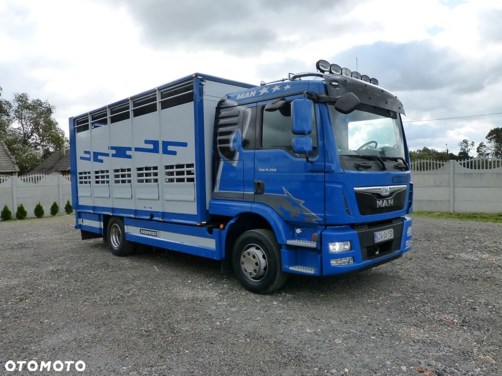 MAN TGM 15.250 DO ŻYWCA / ZWIERZĄT / BYDŁA / WAGA EL/. EURO 6 / DŁ. 5.20M /XENON - 2