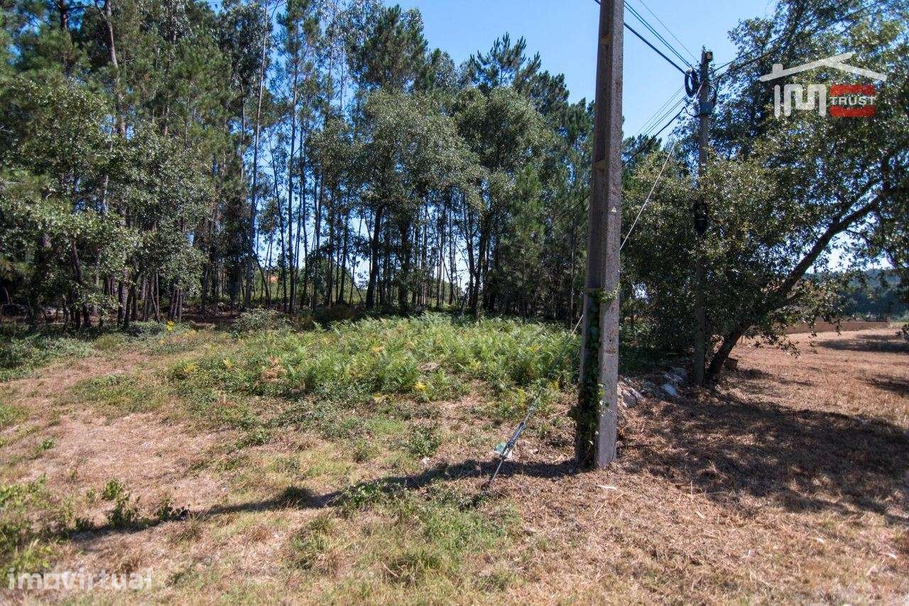 TERRENO RÚSTICO DE 680 M2 COM PINHAL E TERRA DE CULTIVO - Grande imagem: 2/5