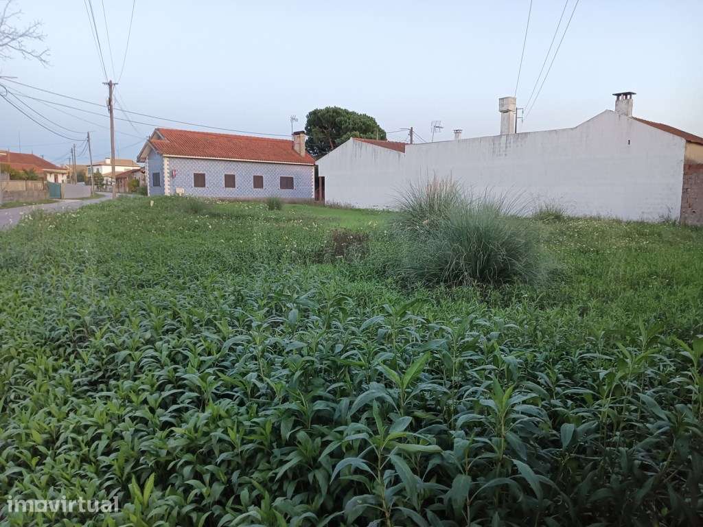 Terreno com 31m de frente para venda Bustos - Oliveira do Bairro - Grande imagem: 4/21