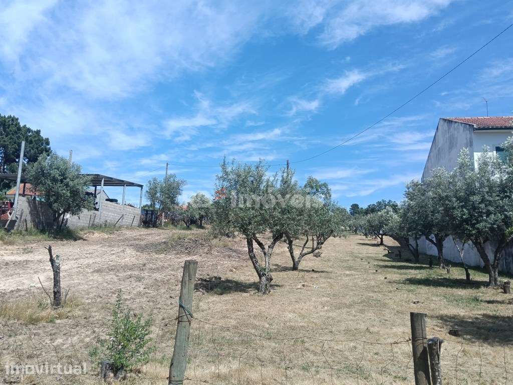 Terreno Urbano com 1.520 m² para construção, na Carregueira- Chamusca - Grande imagem: 5/5