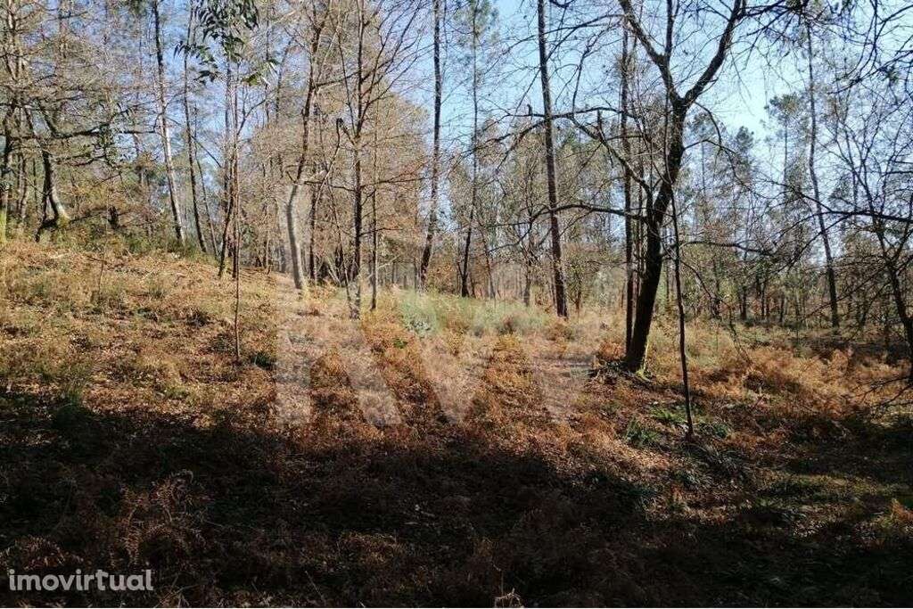 Bouça com excelente disposição Solar e com Linha de Água - Grande imagem: 2/8