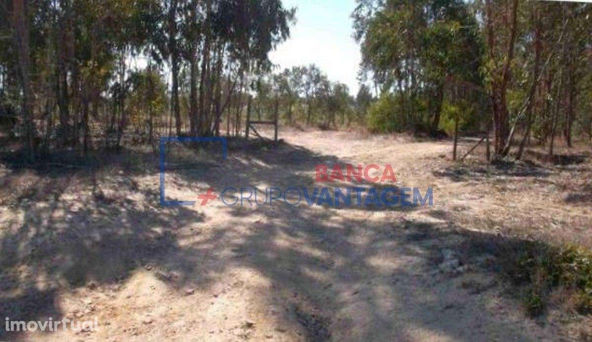 Prédio rústico com 24 hectares na Freguesia de São Teotónio, Odemira - Grande imagem: 2/11