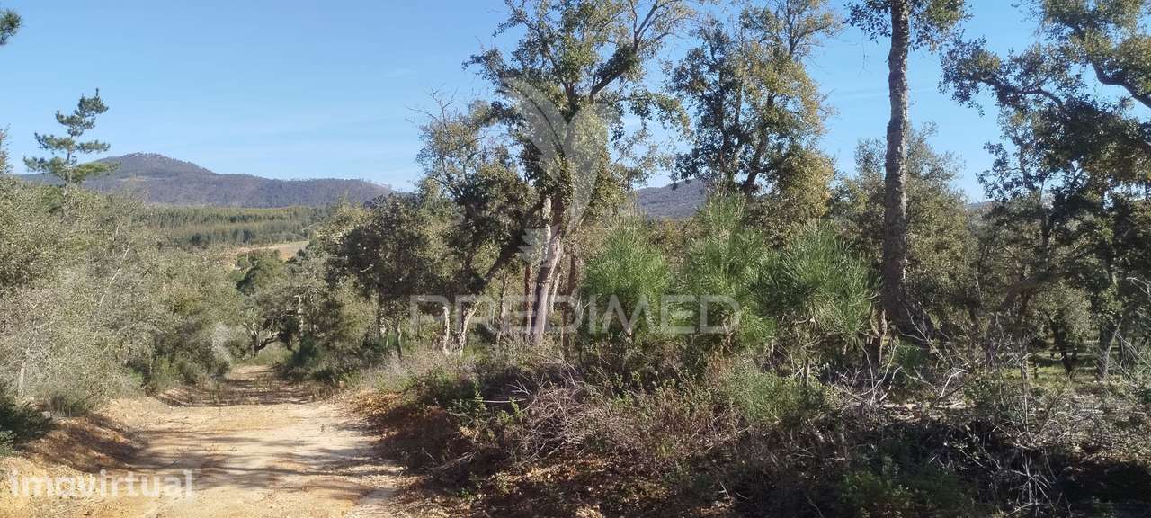 Terreno com ruína em Santiago do Cacém - Grande imagem: 4/5