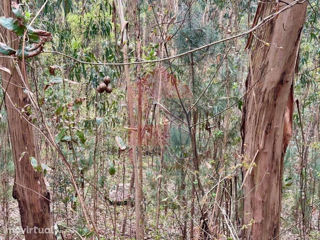 Terreno florestal, Vila Verde - Grande imagem: 4/21