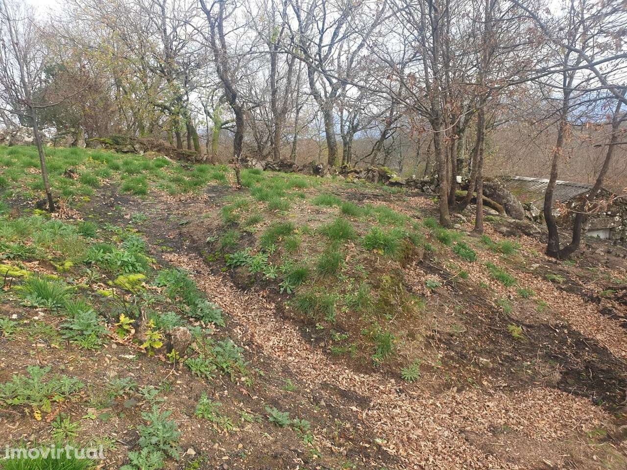 Propriedade na Aldeia de Asnela – Oportunidade Única para Turismo ou A - Grande imagem: 3/21