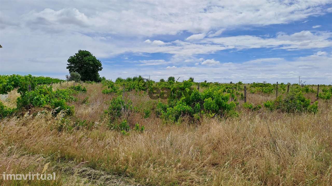 Vinha com 3 hectares na Região Vinícola da Vidigueira - Grande imagem: 4/12