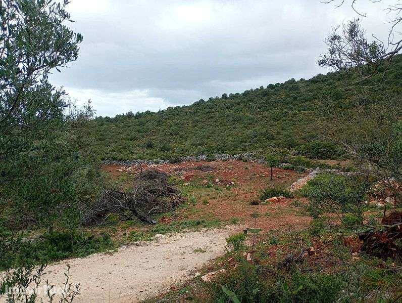 Terrenos Rústicos em Vale Judeu - Grande imagem: 3/4