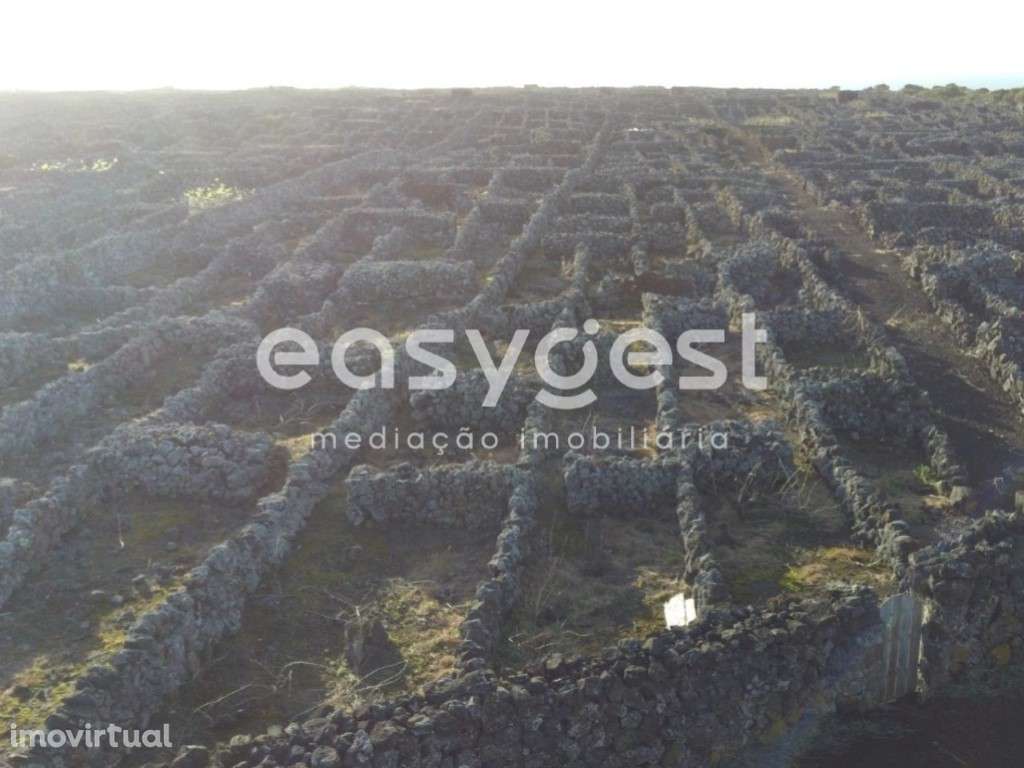 Vinha na zona costeira do Lajido da Criação Velha na ilha do Pico - Grande imagem: 4/19