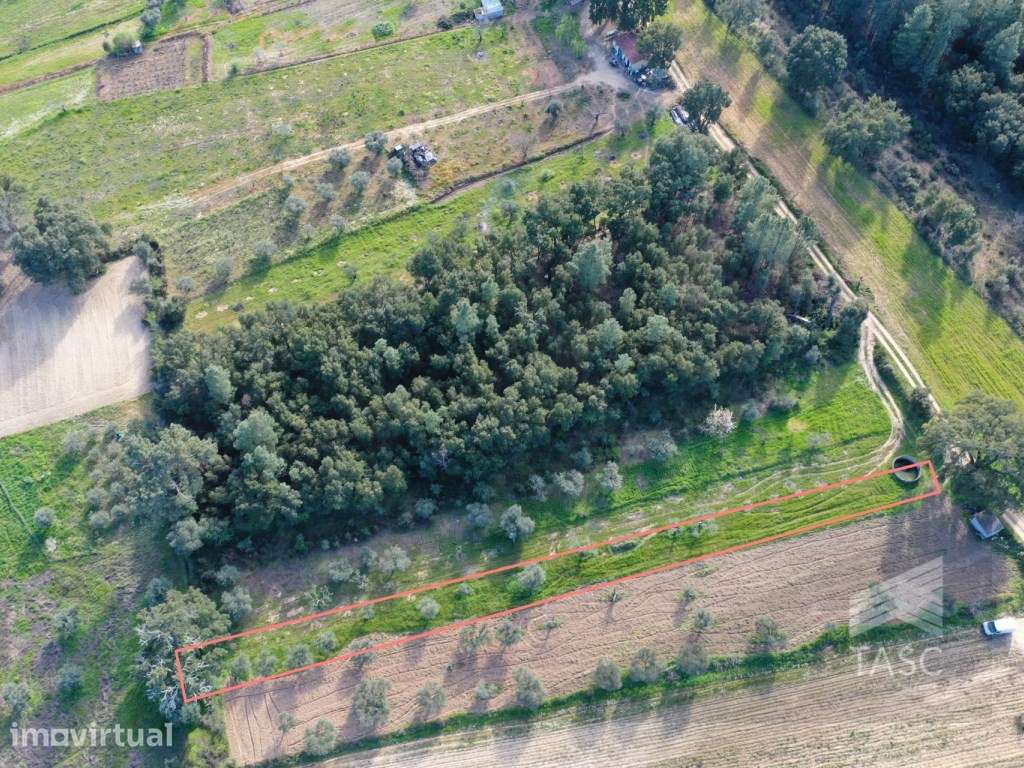 Terreno com Oliveiras no Telhado - Grande imagem: 5/8